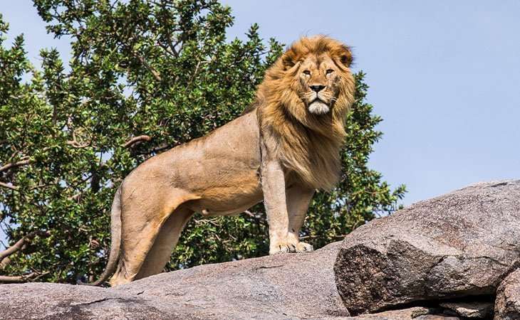 Phoenexia - Estatua León - Rescata a los leones de la extinción