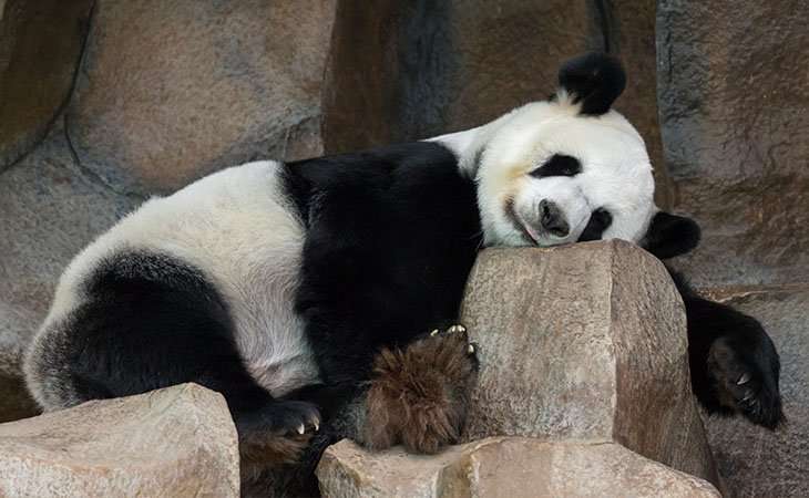 Phoenexia - Peluche panda - Rescata a los pandas de la extinción