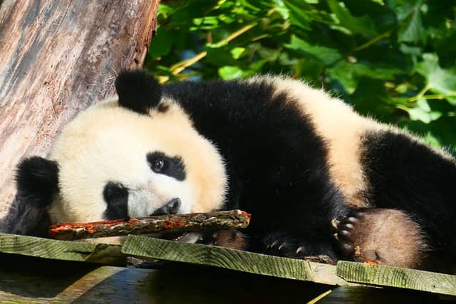 salva a los pandas - phoenexia