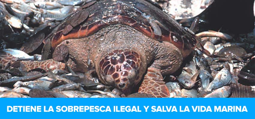 Phoenexia - Anillo Ola De Mar De Plata – Retira 2.5 kg De Plástico
